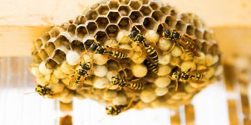 Hành động phá tổ ong chứng tỏ bạn đang bức bối với cuộc sống