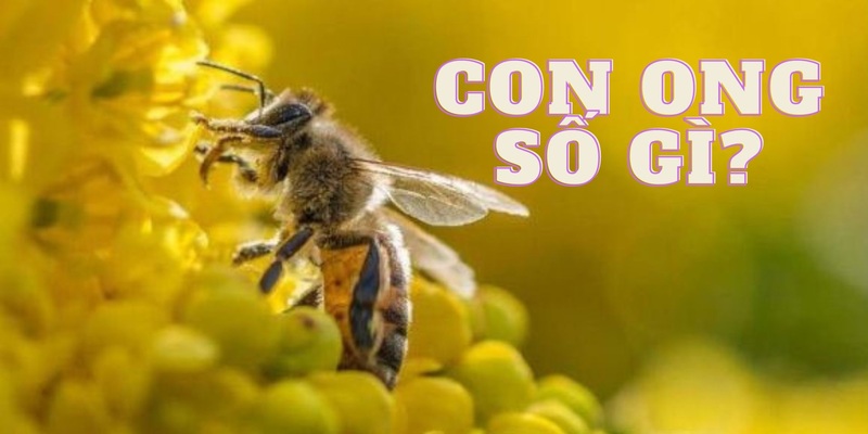 Mỗi giấc mơ về loài ong đều ứng với các con số may mắn