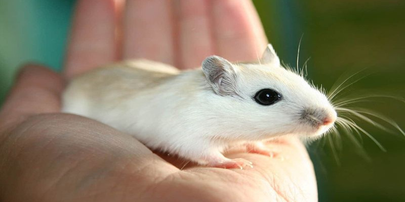 Những con số đẹp từ chiêm bao liên quan đến chuột