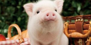 Ý nghĩa khi mộng thấy heo đẻ con 